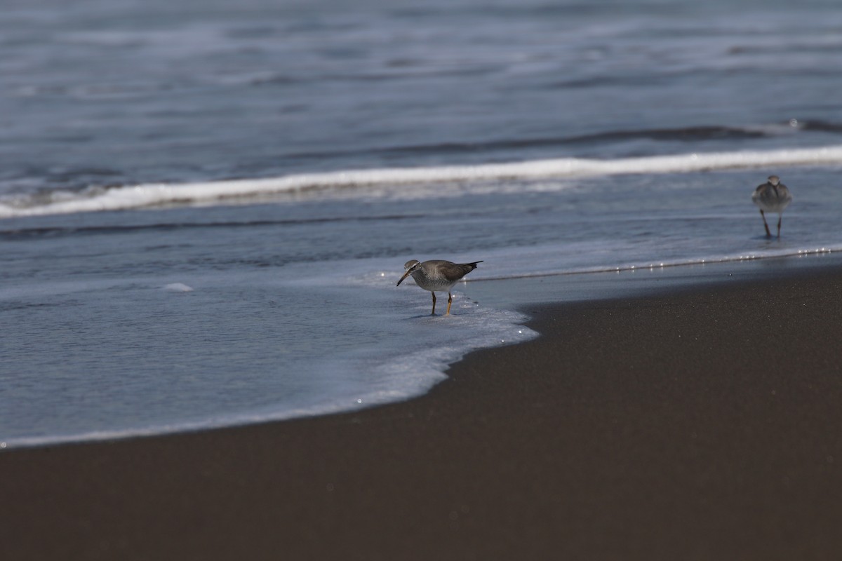 Gray-tailed Tattler - ML449393111