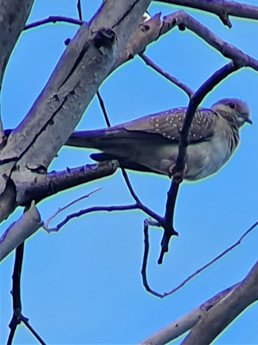 Diamond Dove - Magen Pettit