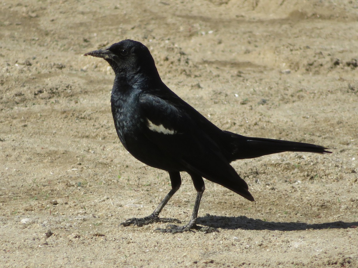 Tricolored Blackbird - ML449393511