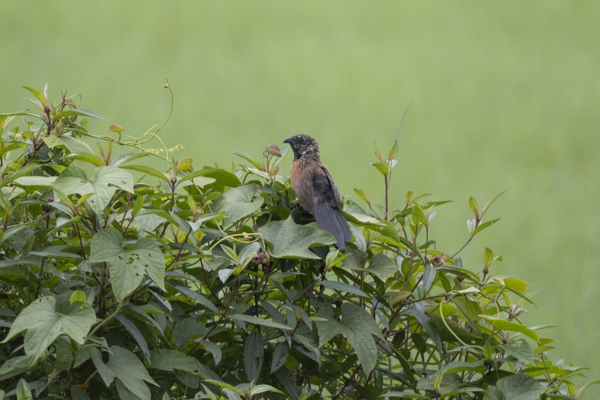 Lesser Coucal - ML449395091