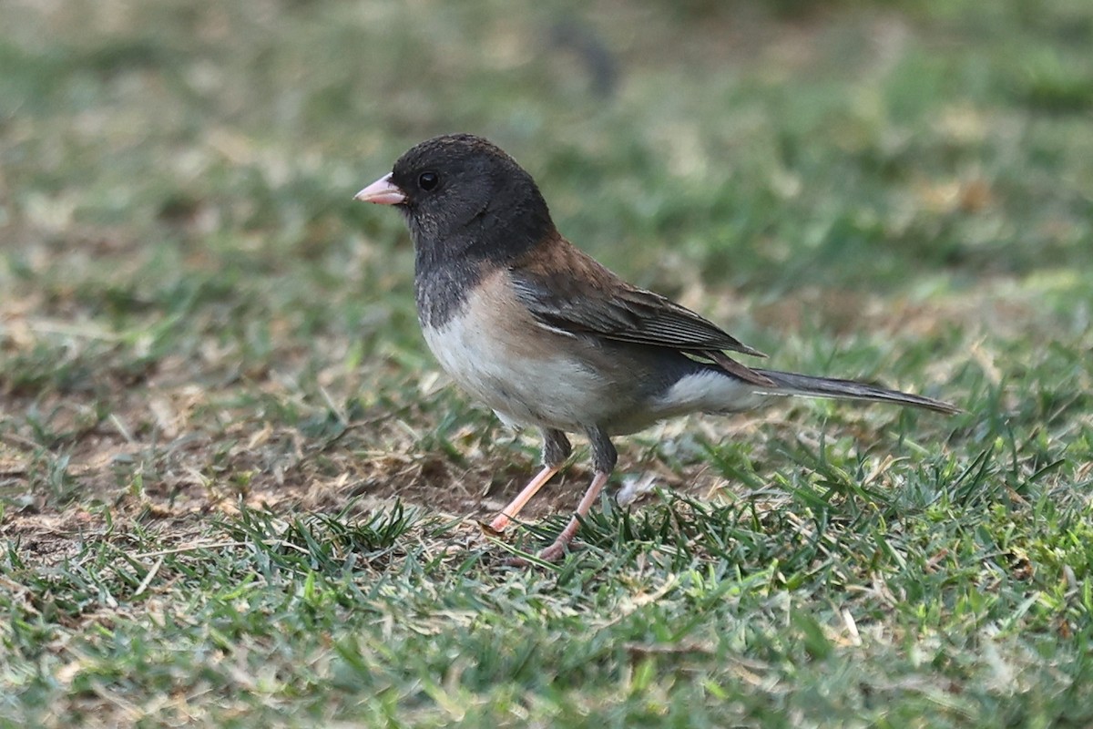 Dark-eyed Junco - ML449395551