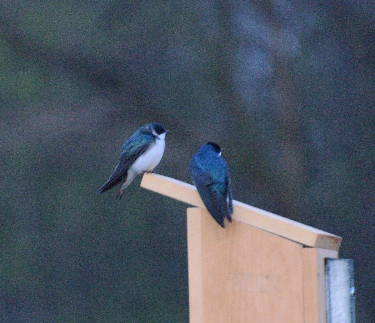 Tree Swallow - ML449396041