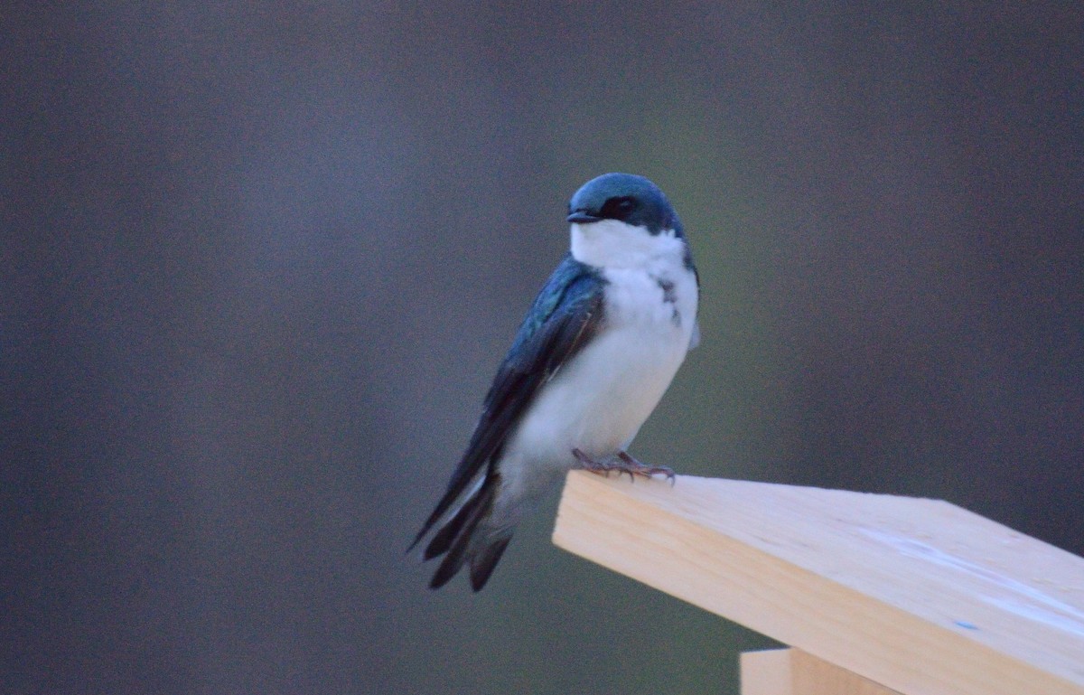 Tree Swallow - Mark Nenadov