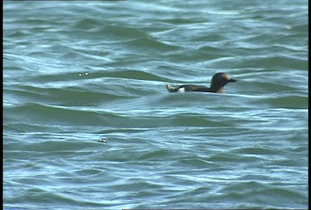 Rhinoceros Auklet - ML449397