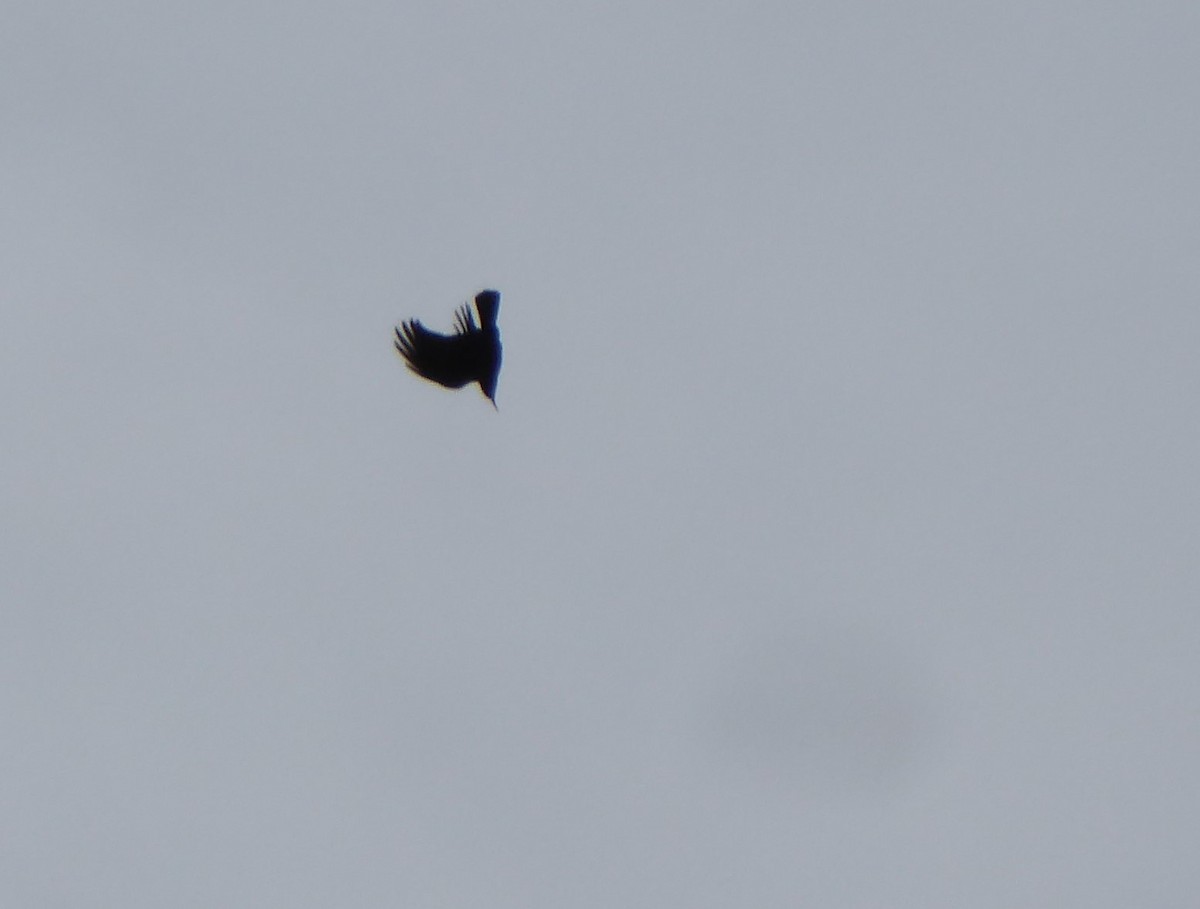 Red-billed Chough - ML449397101