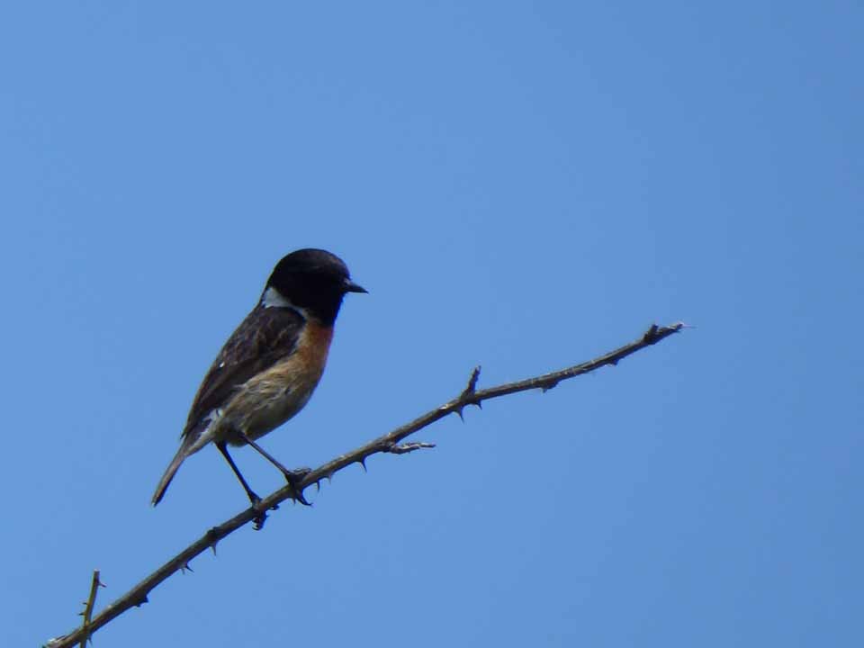 European Stonechat - Amaya Ruiz Ucar