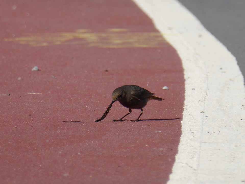 Black Redstart - ML449397171