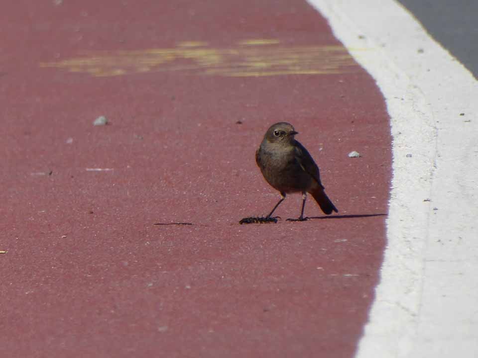 Black Redstart - ML449397181