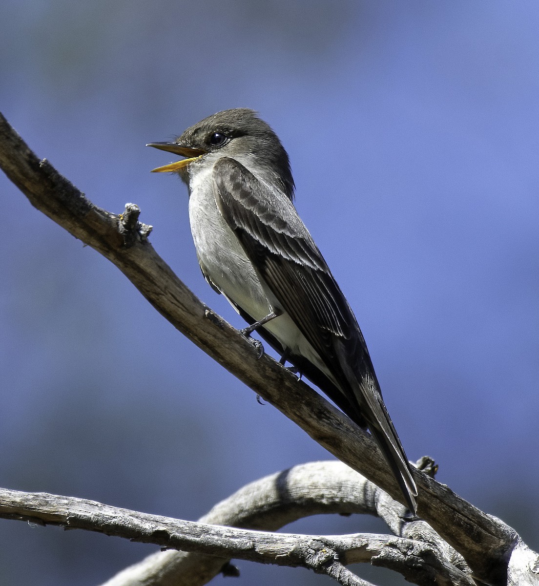 Western Wood-Pewee - ML449397721