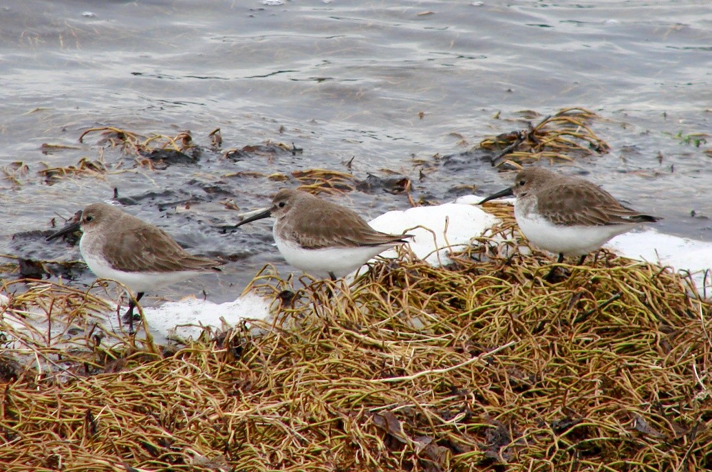 Dunlin - Mark Vernon