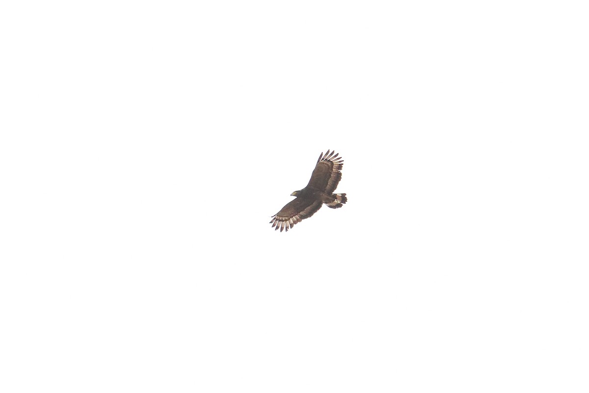 Crested Serpent-Eagle - Shreyas Punacha