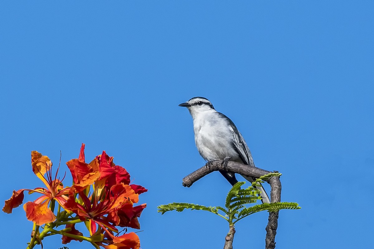 Pied Triller - ML449399121