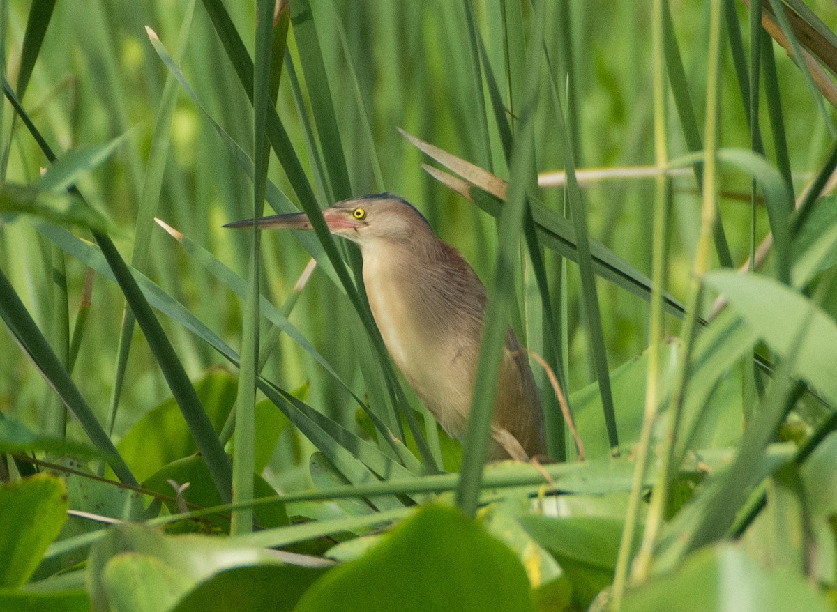 Yellow Bittern - ML449399331