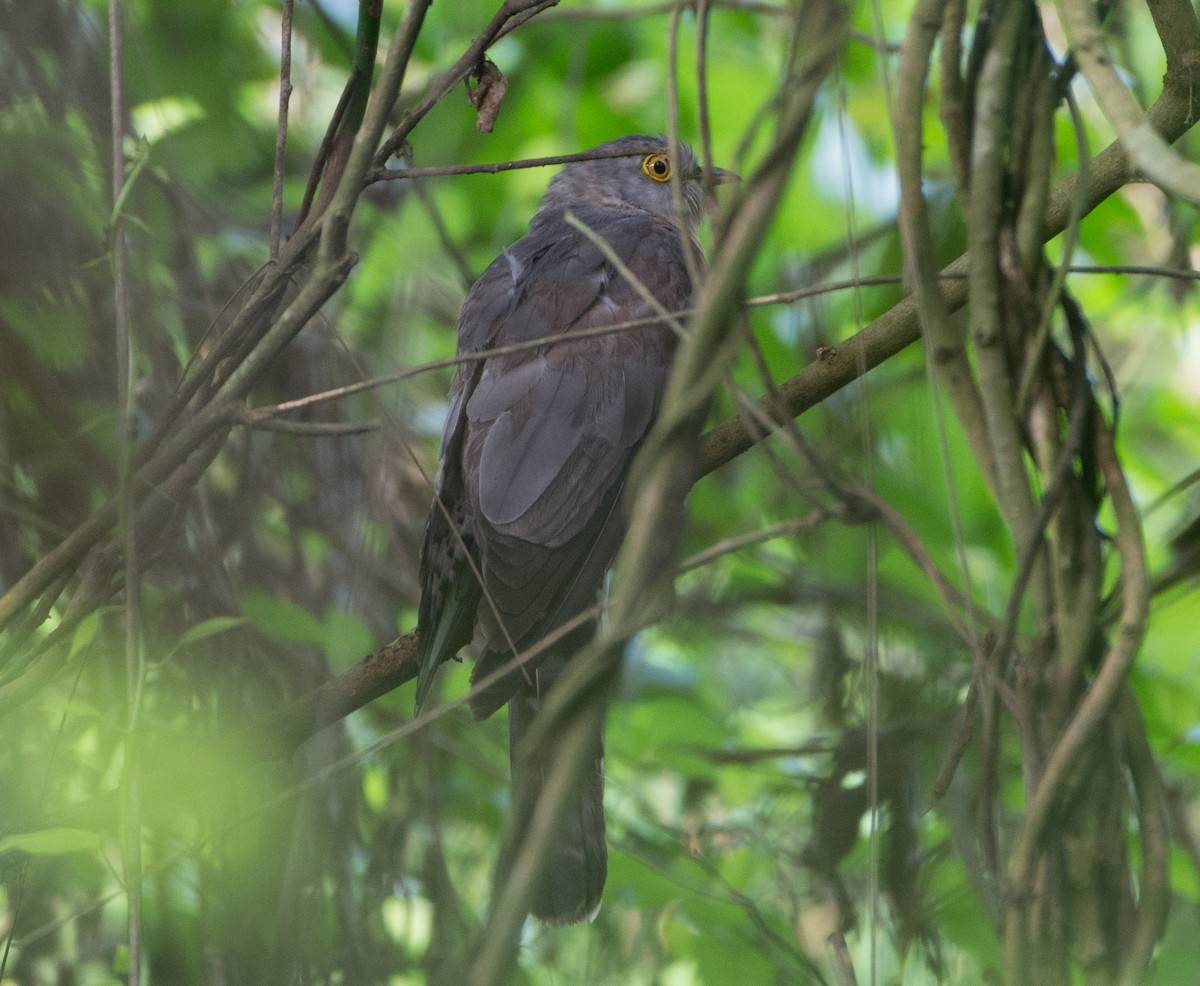 Common Hawk-Cuckoo - ML449399491