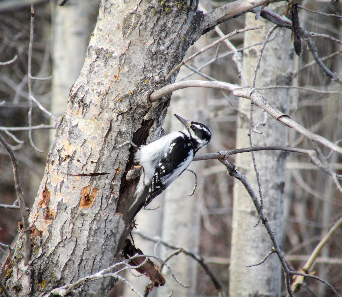 Hairy Woodpecker - ML449400651