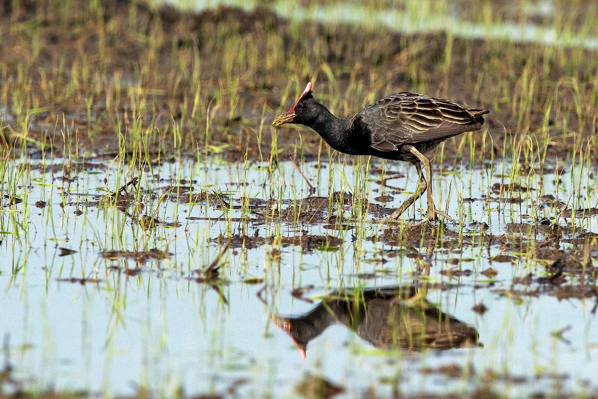 Watercock - 独行虾 Bird.soong