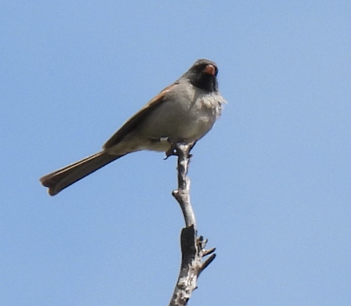 Black-chinned Sparrow - ML449401261