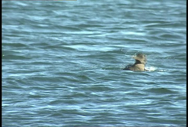 Rhinoceros Auklet - ML449402