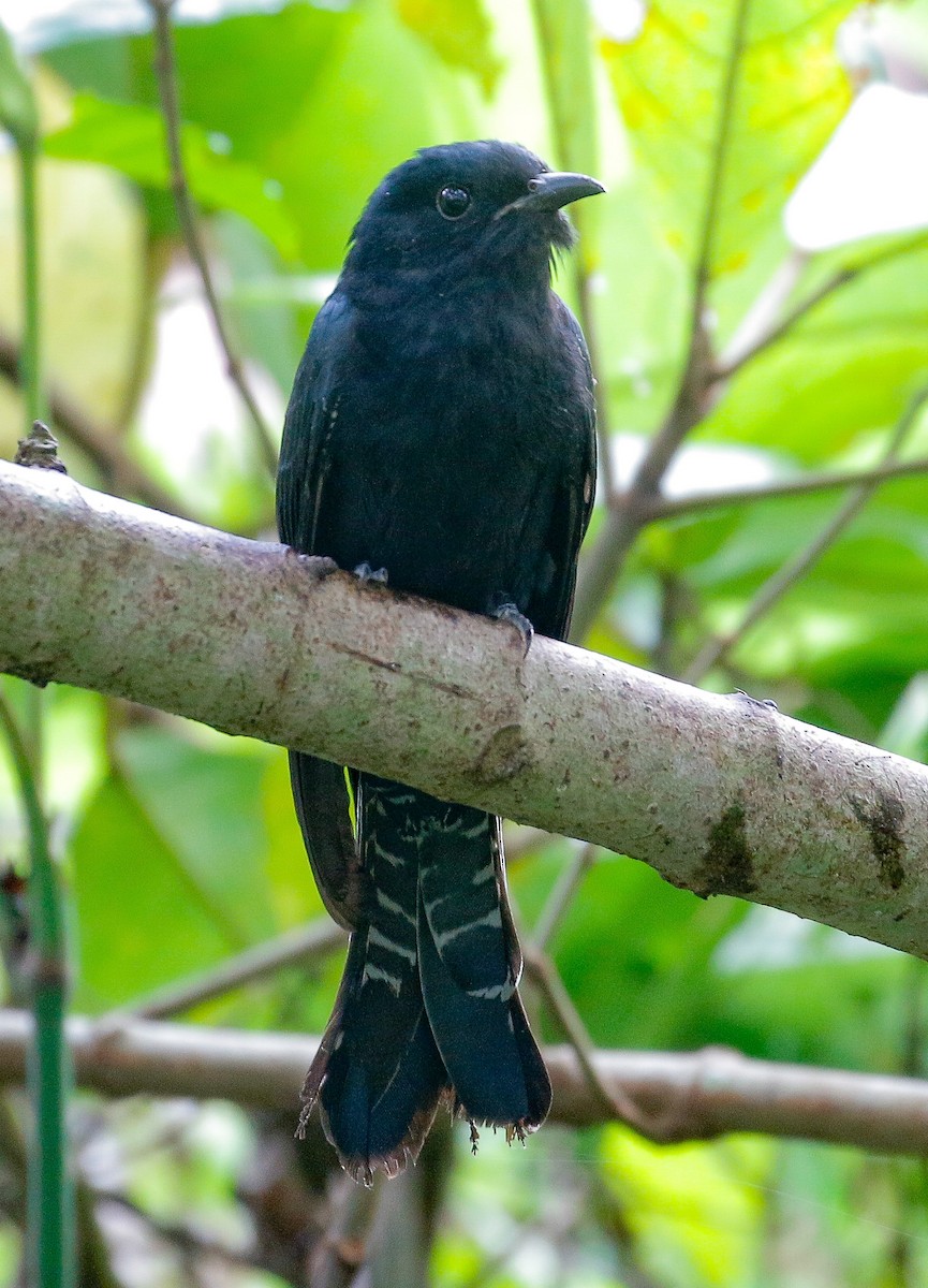 Square-tailed Drongo-Cuckoo - ML449403171