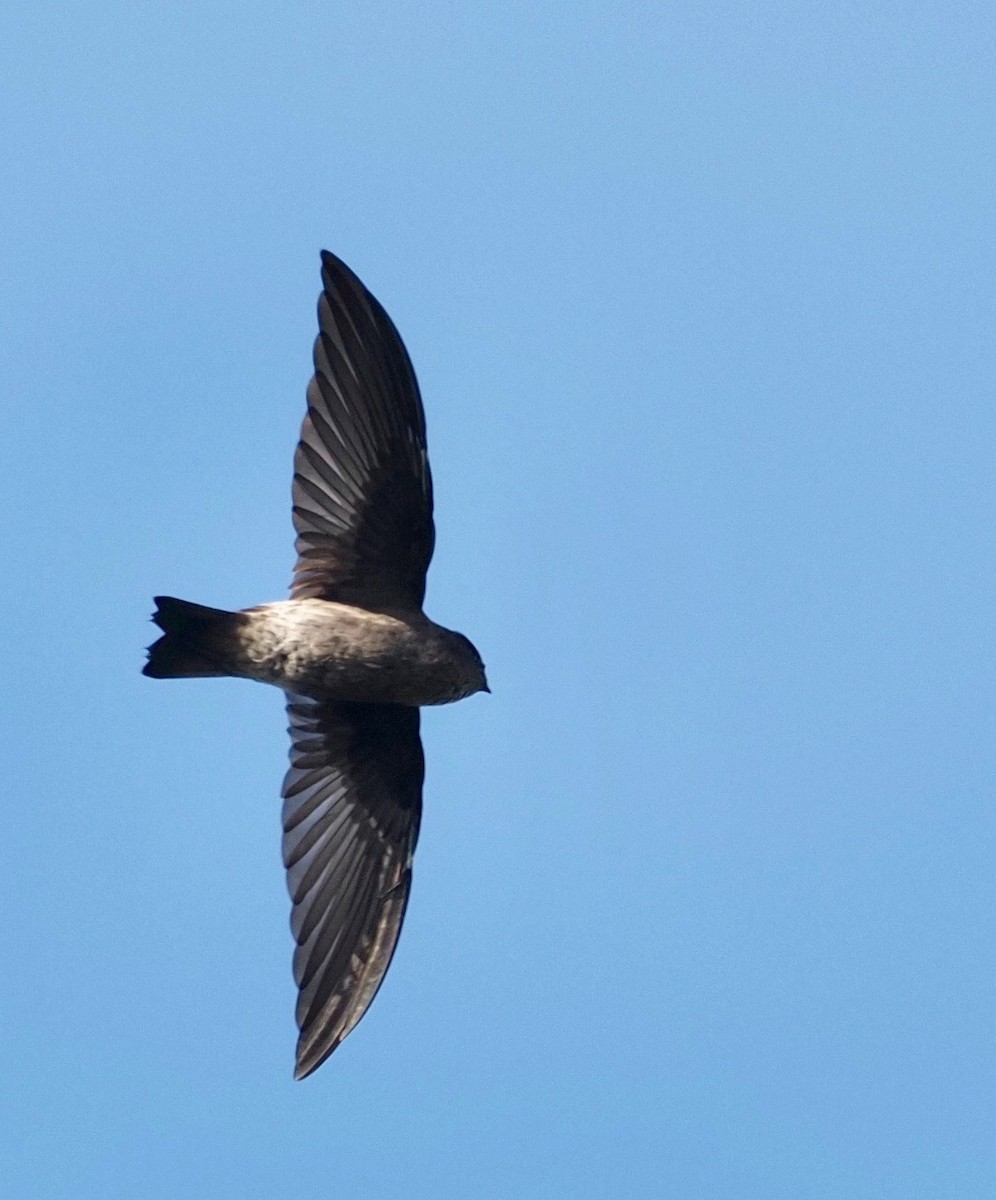 Madagascar Spinetail - ML449403411