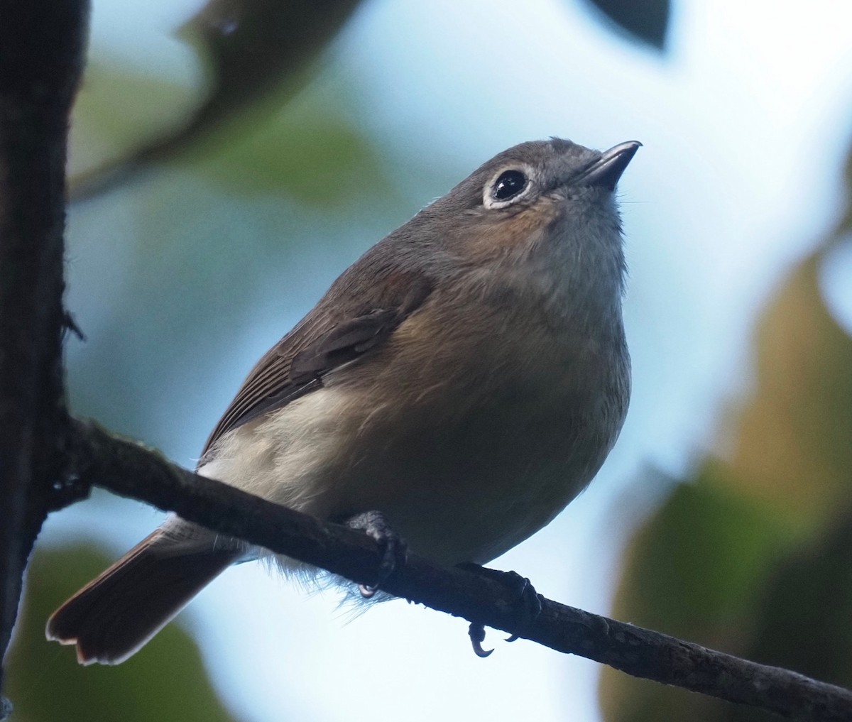 Red-tailed Vanga - Ken Behrens • Naturally Adventurous Podcast