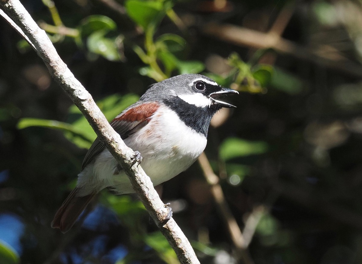 Red-tailed Vanga - Ken Behrens