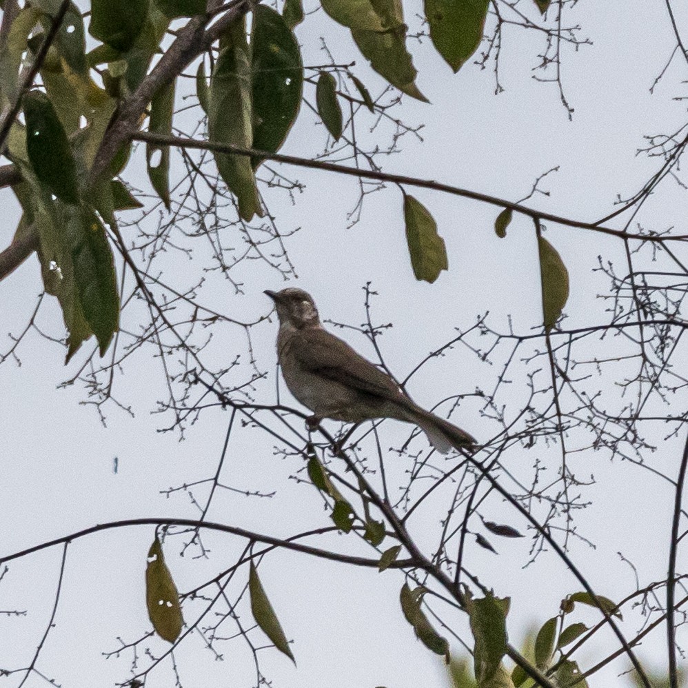 Black-billed Thrush - Jesse Huth