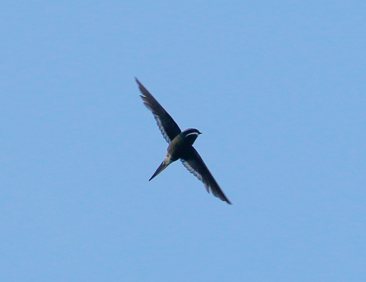 Whiskered Treeswift - ML449404871