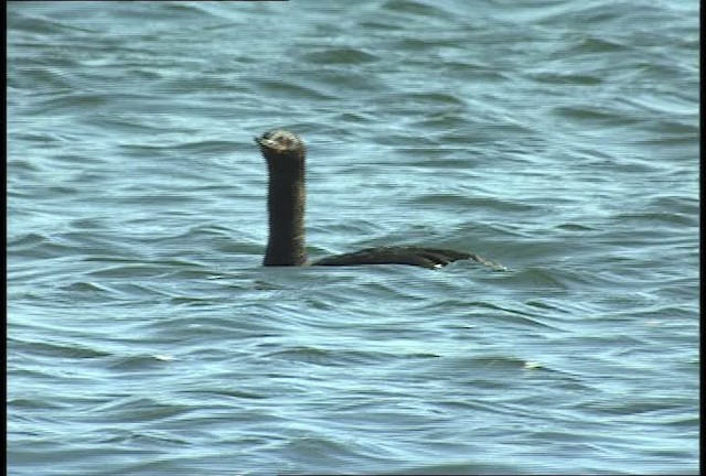 cormorant sp. - ML449405