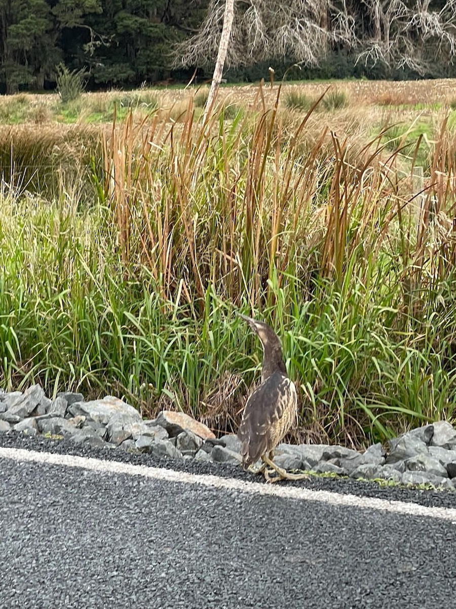 Australasian Bittern - ML449405411