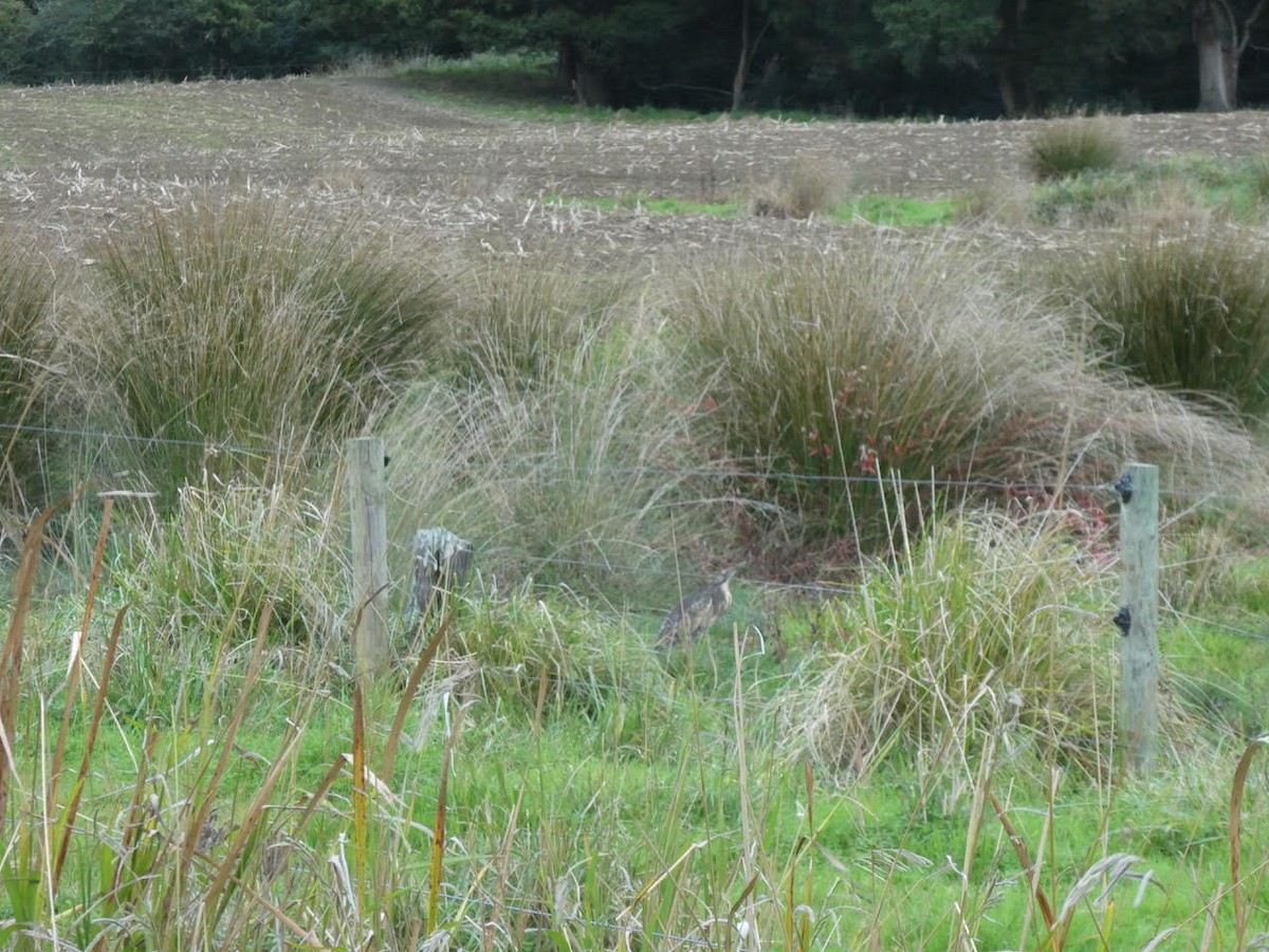 Australasian Bittern - ML449405441