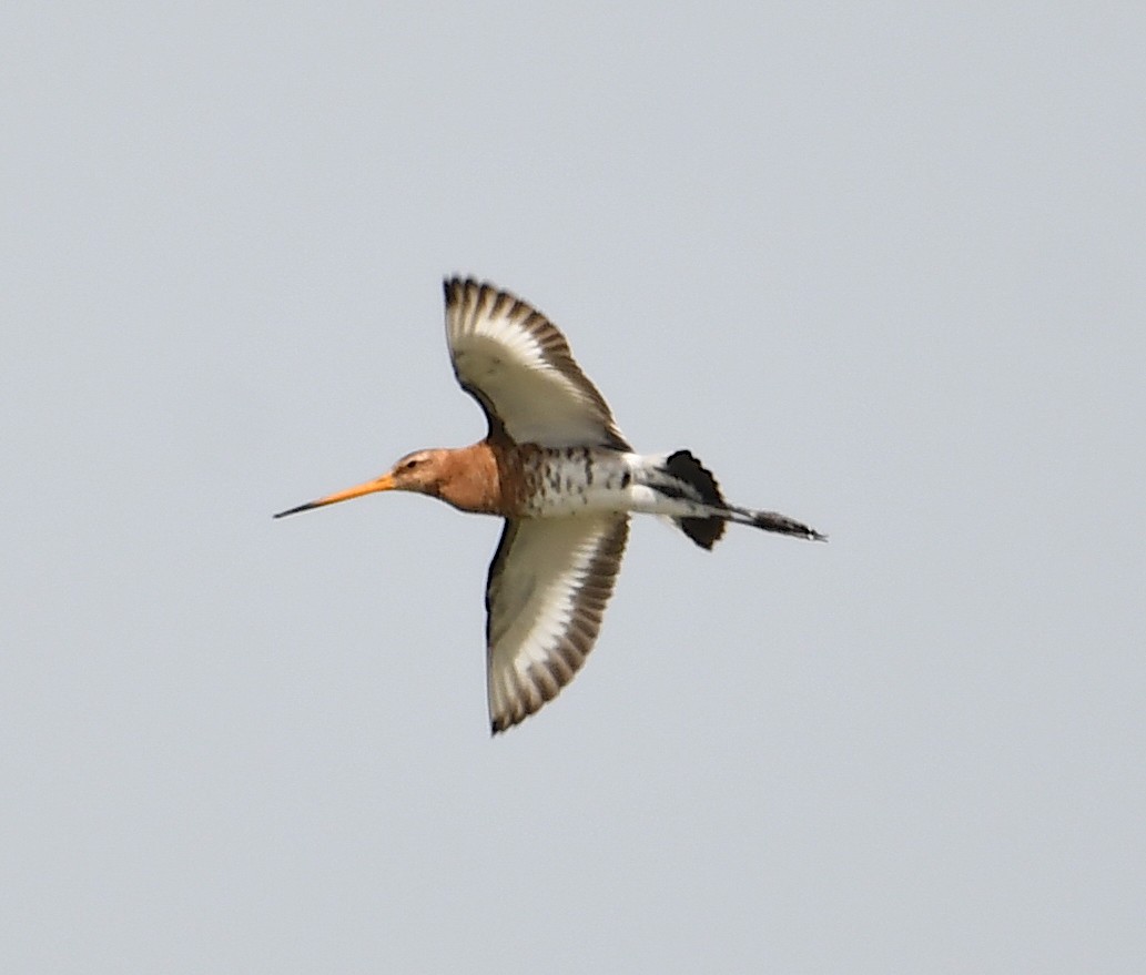 Black-tailed Godwit - ML449406571