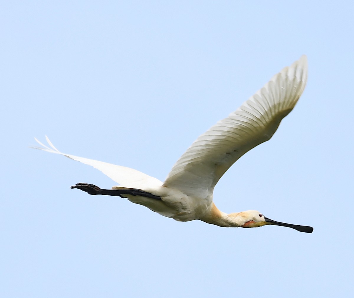 Eurasian Spoonbill - ML449406701