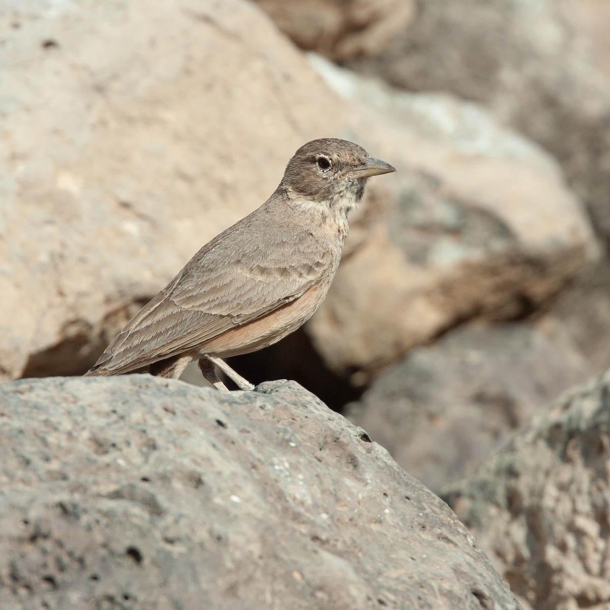 Desert Lark - ML449407451