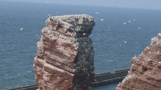 Black-legged Kittiwake - ML449407471