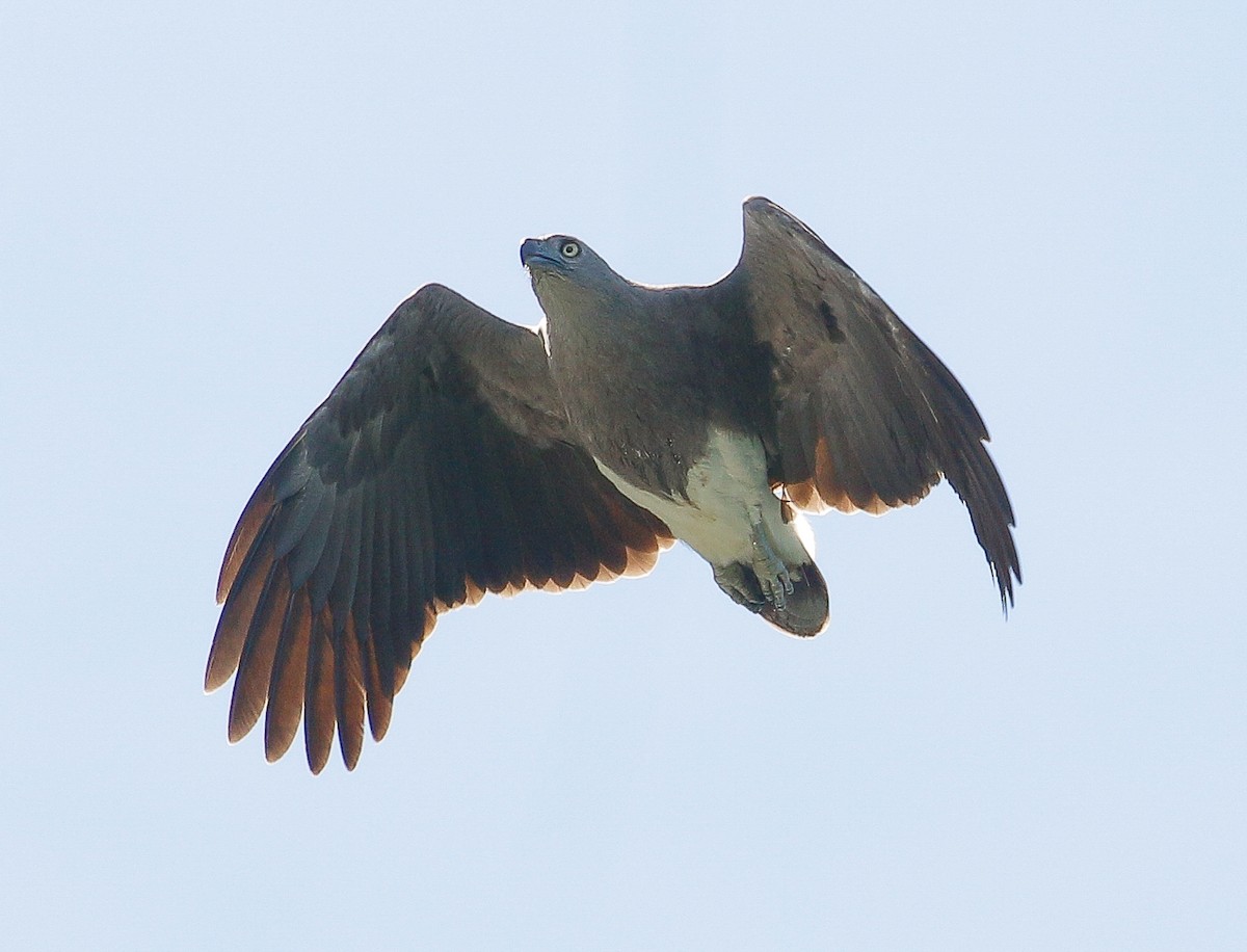 Lesser Fish-Eagle - ML449407731