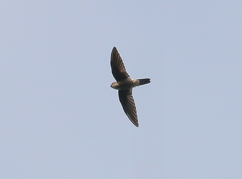 Black-nest Swiftlet - ML449408891