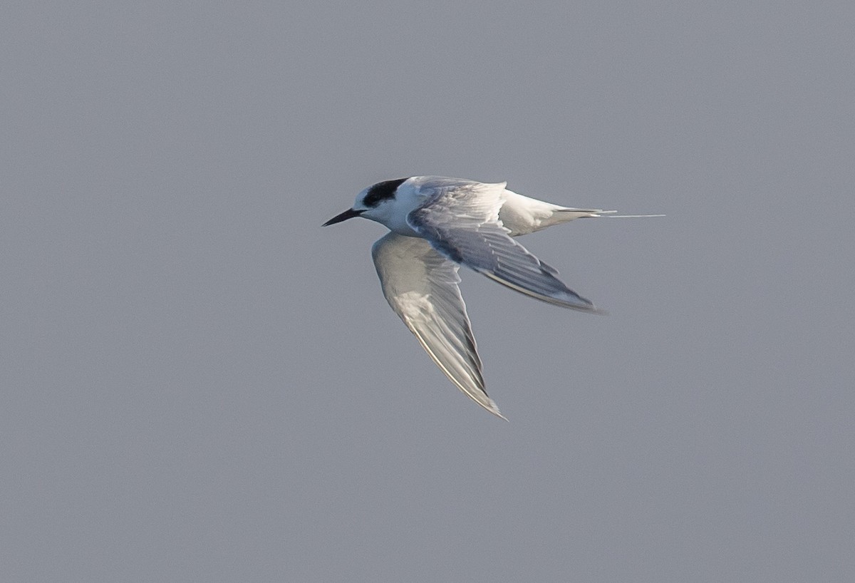 Arctic Tern - ML449411771