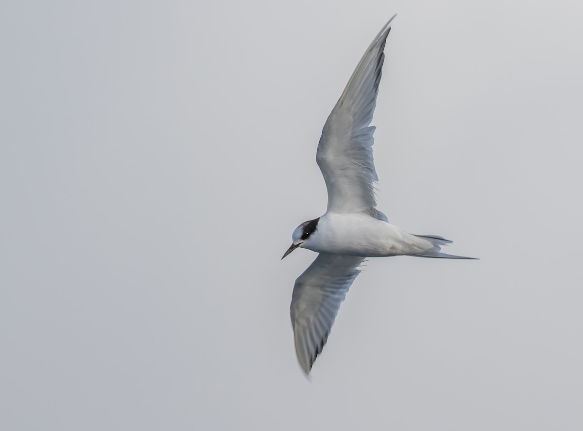 Arctic Tern - ML449411791