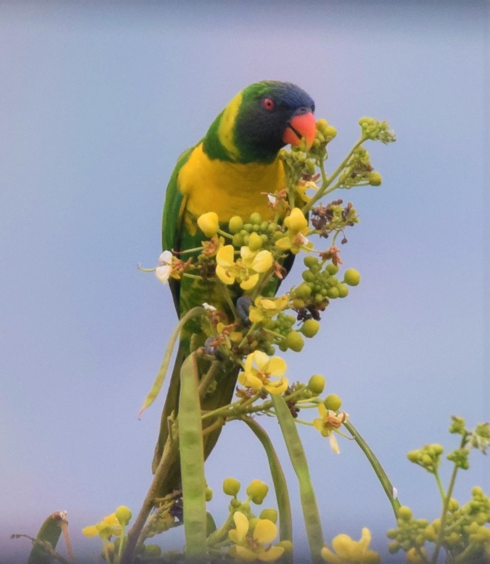 Marigold Lorikeet - José Teixeira