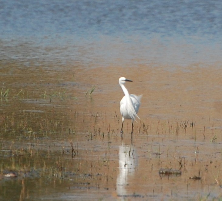 Little Egret - ML449413601