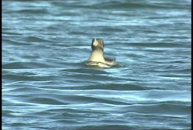 Rhinoceros Auklet - ML449414