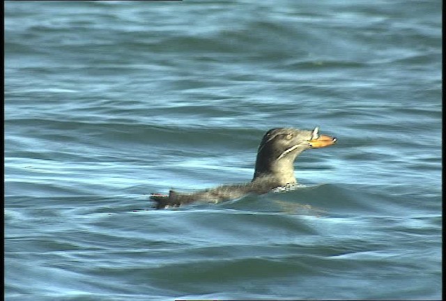 Rhinoceros Auklet - ML449416