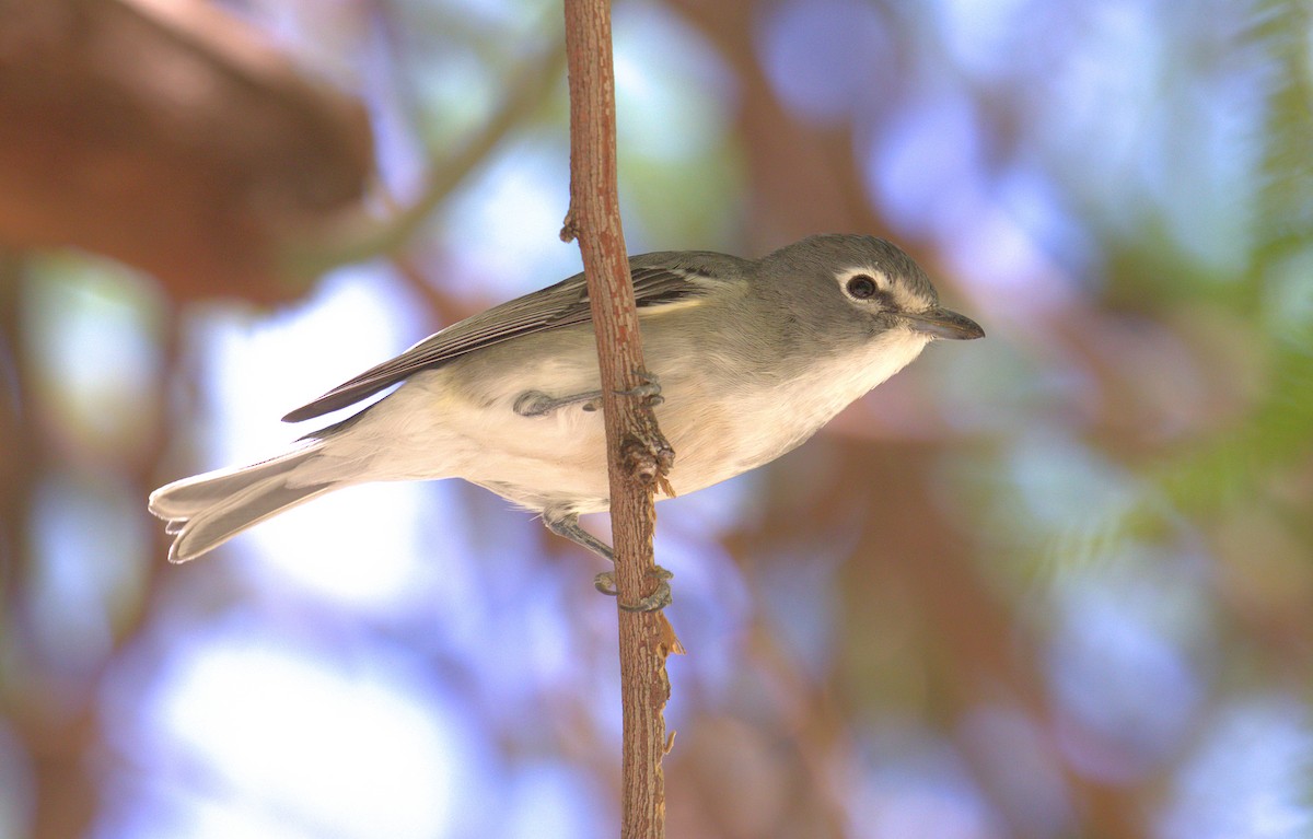 Plumbeous Vireo - ML449416161