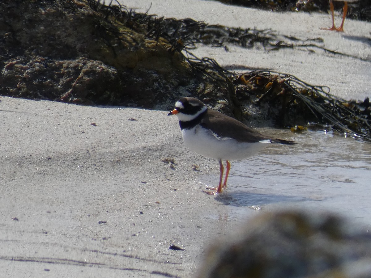 Common Ringed Plover - ML449416211
