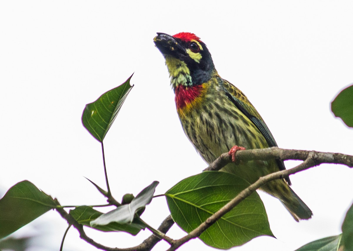 Coppersmith Barbet - Dipankar Dev