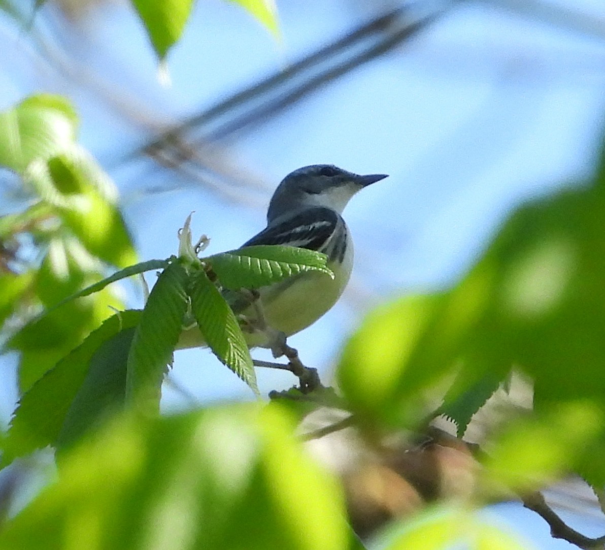 Blauwaldsänger - ML449416311