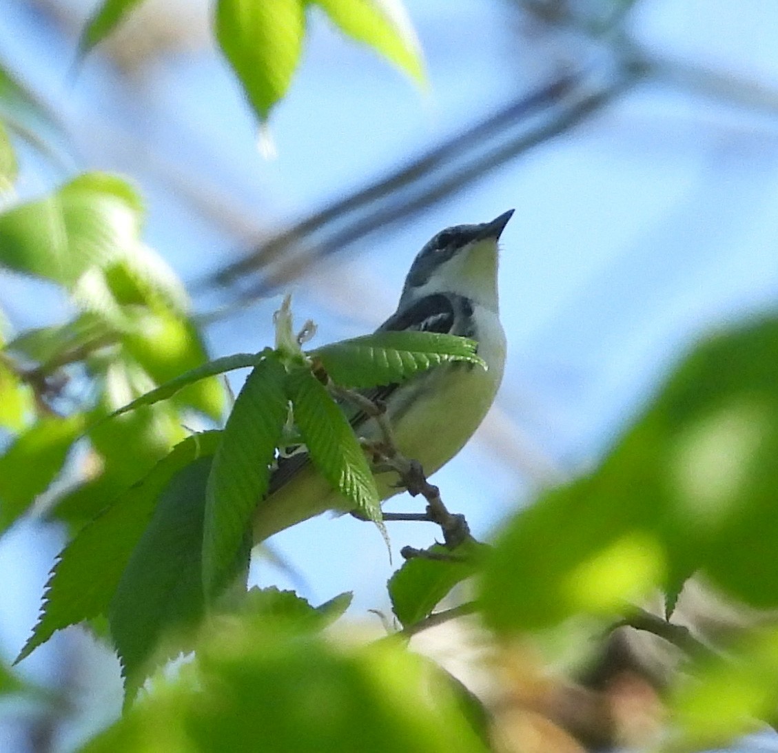 Blauwaldsänger - ML449416331