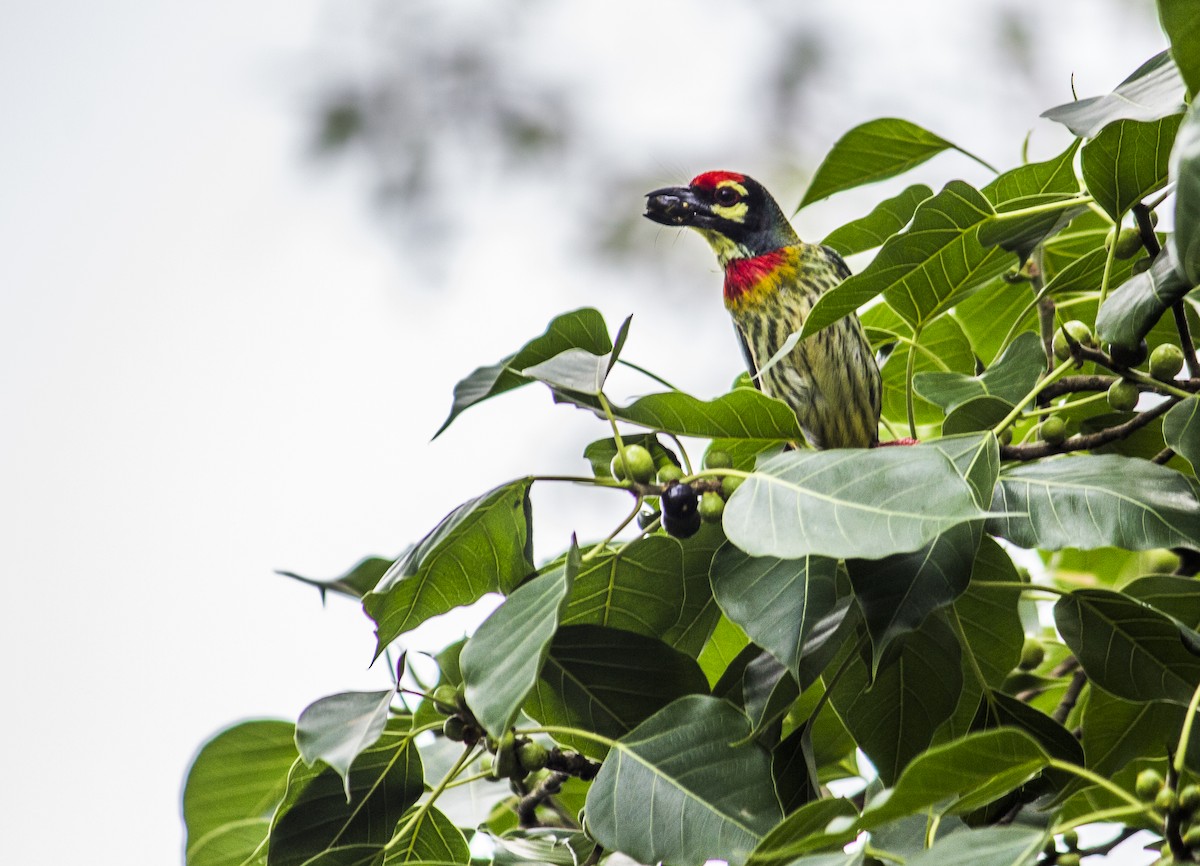 Kupferschmied-Bartvogel - ML449416391