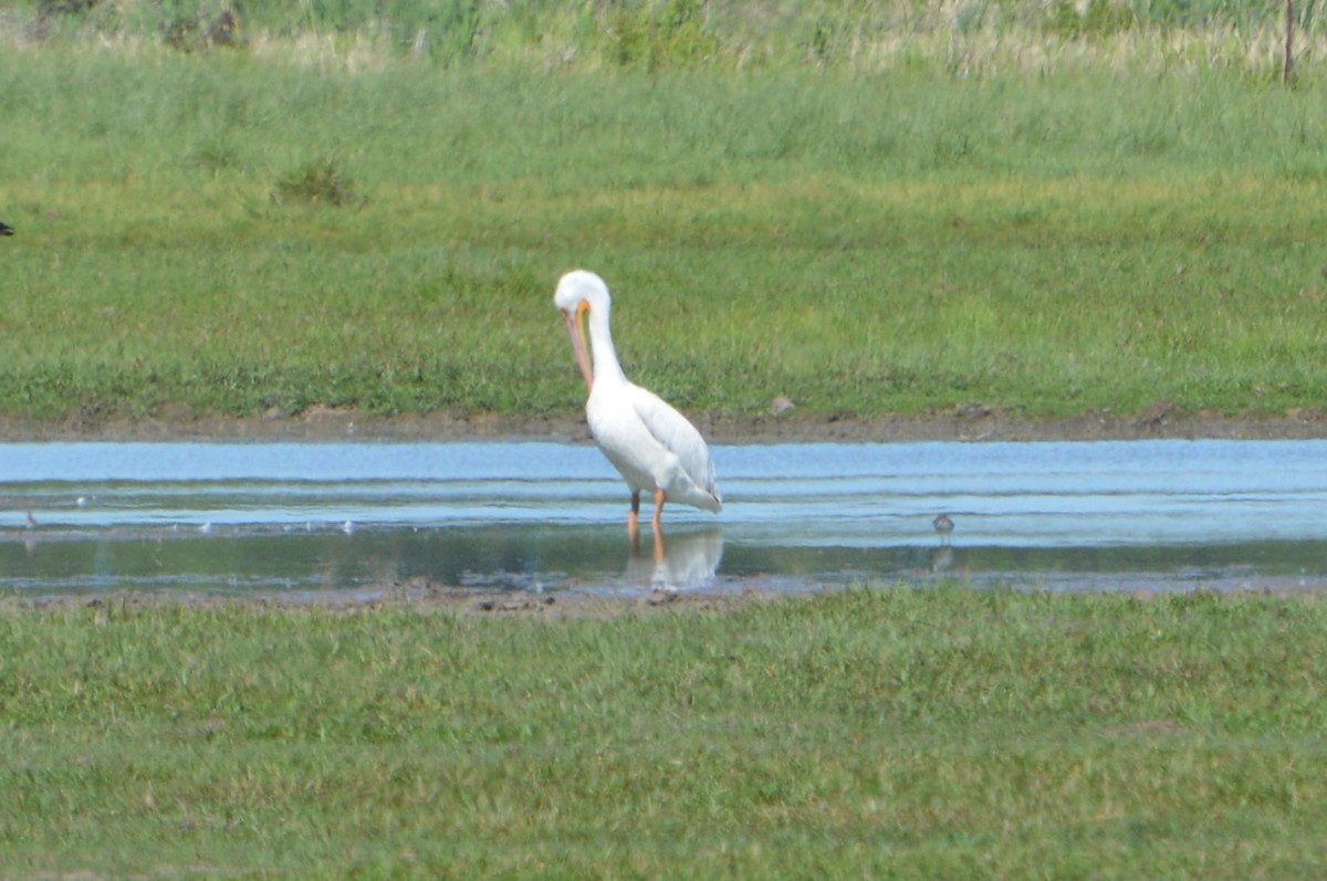 American White Pelican - ML449418361